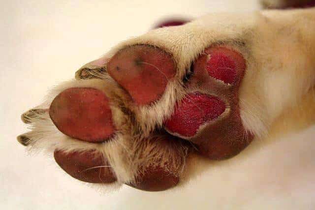 dog paws