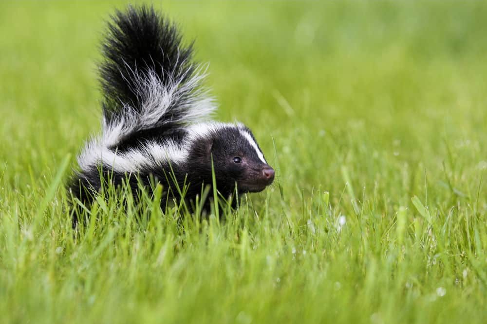 skunk in lawn