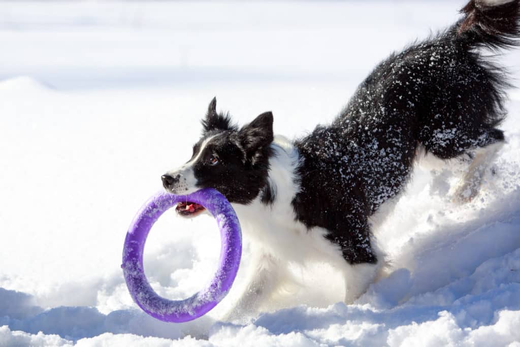 dog toys