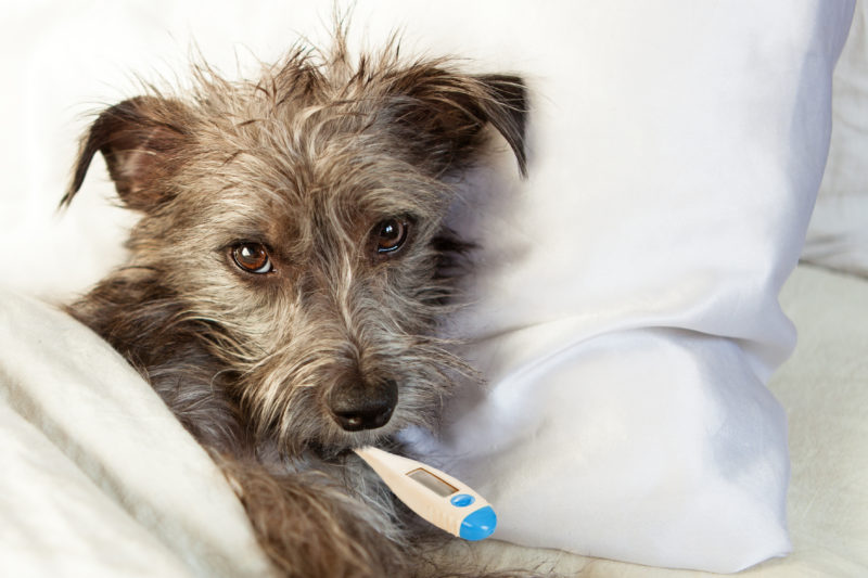 Pet butler pet wellness 2