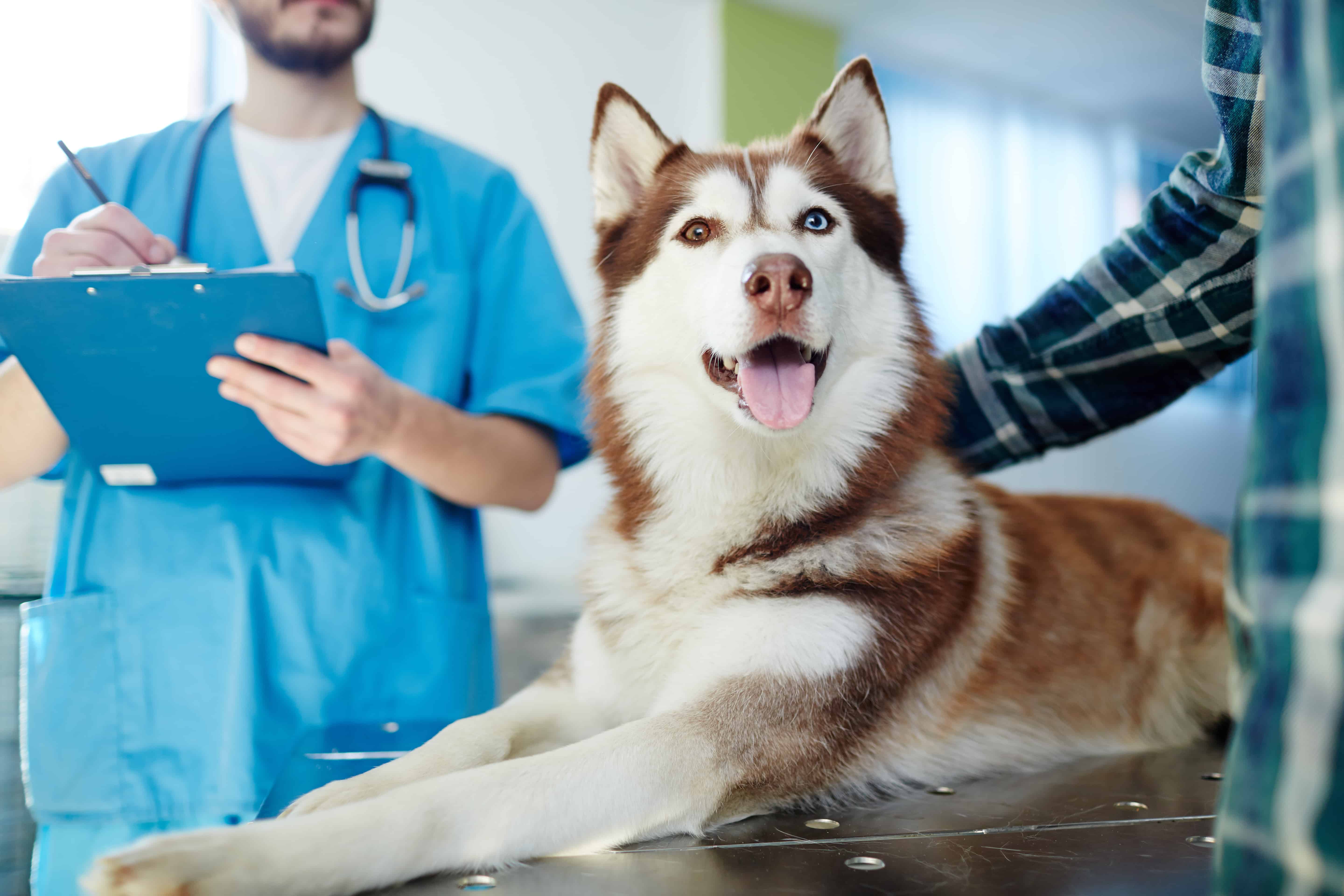 Pet clinic. Ветеринар. Ветеринар с собакой. Терапия животных. Клиника для животных.