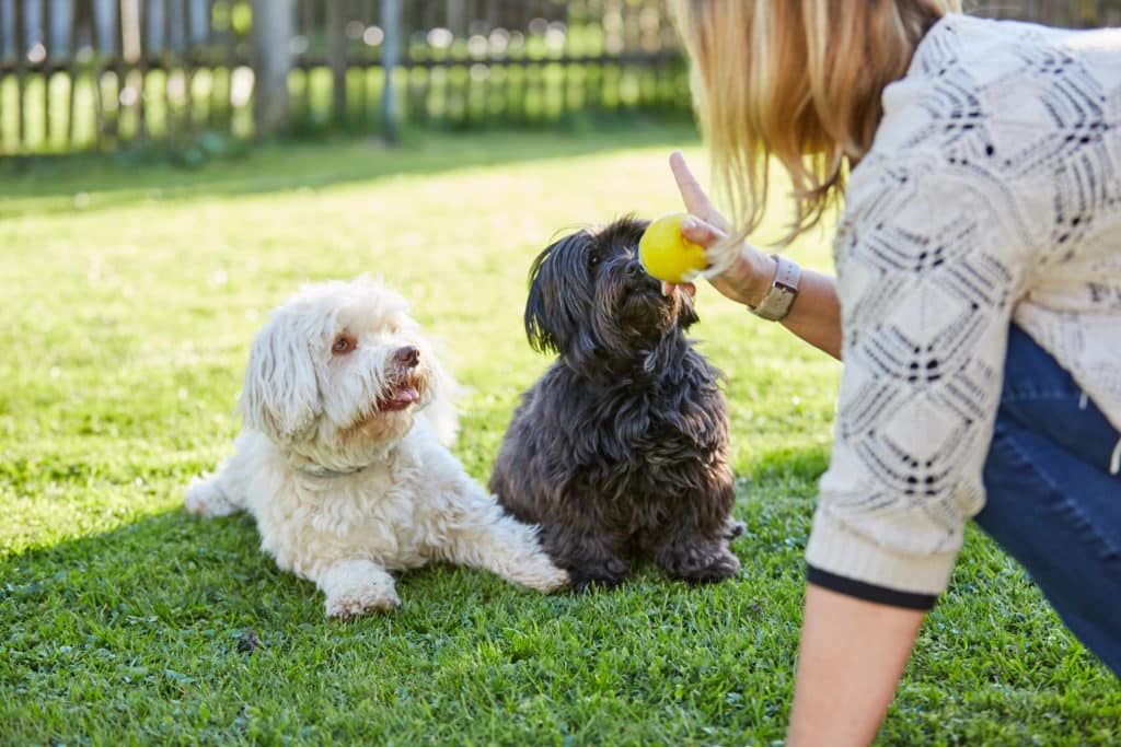 socializing dogs