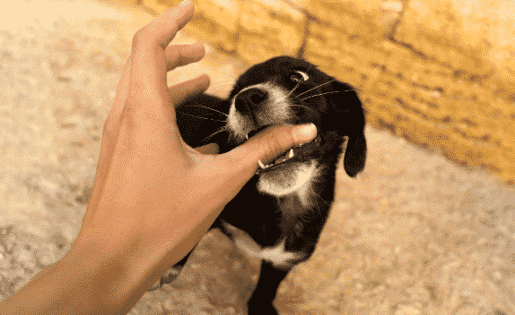 puppy nipping