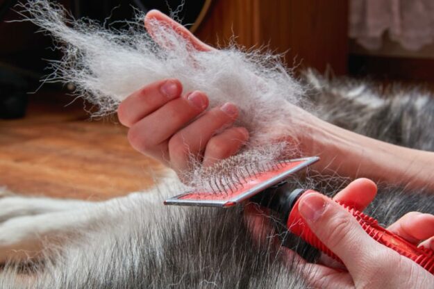 dog shedding