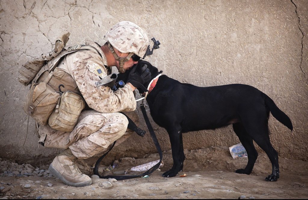 military dog