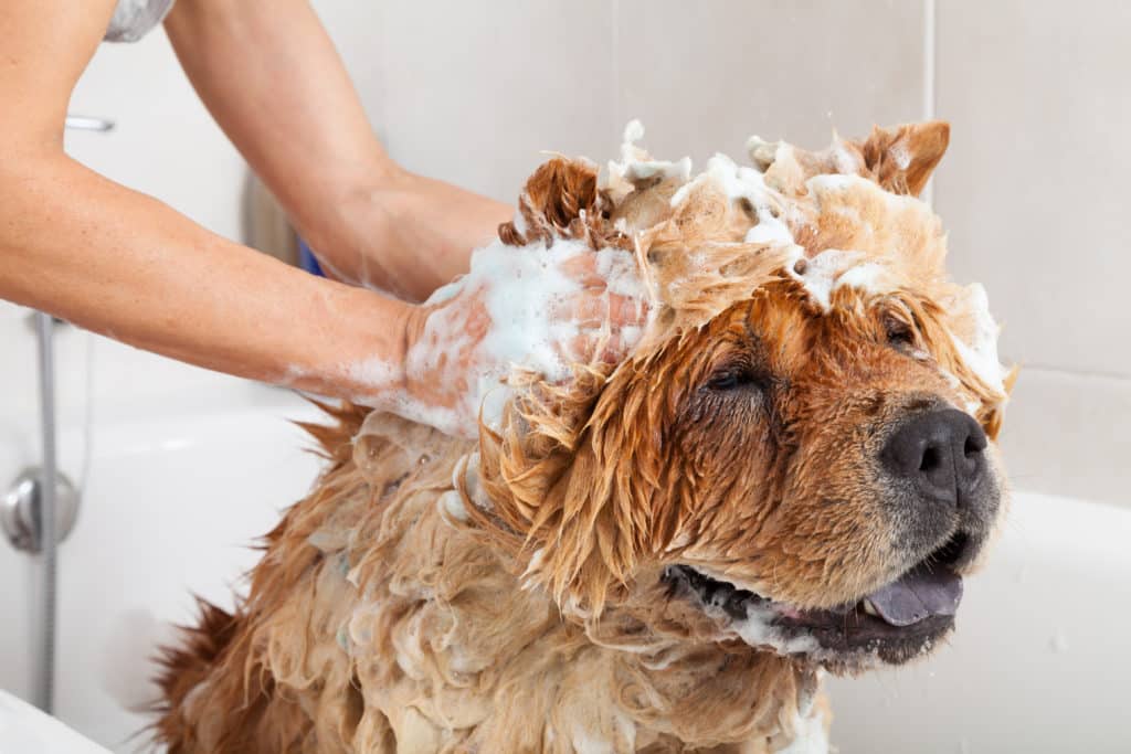 Shampoo Dog