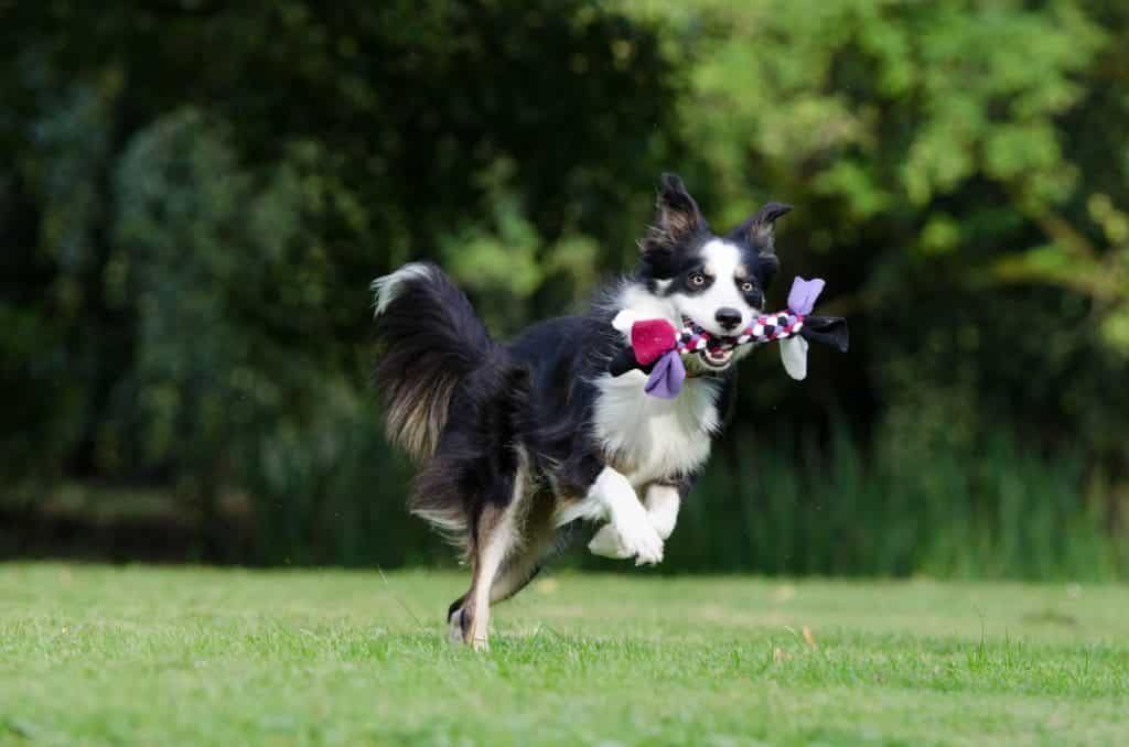 collie playing