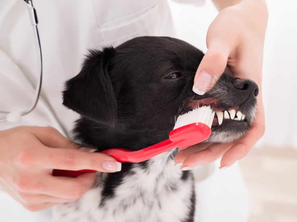 brush dog teeth