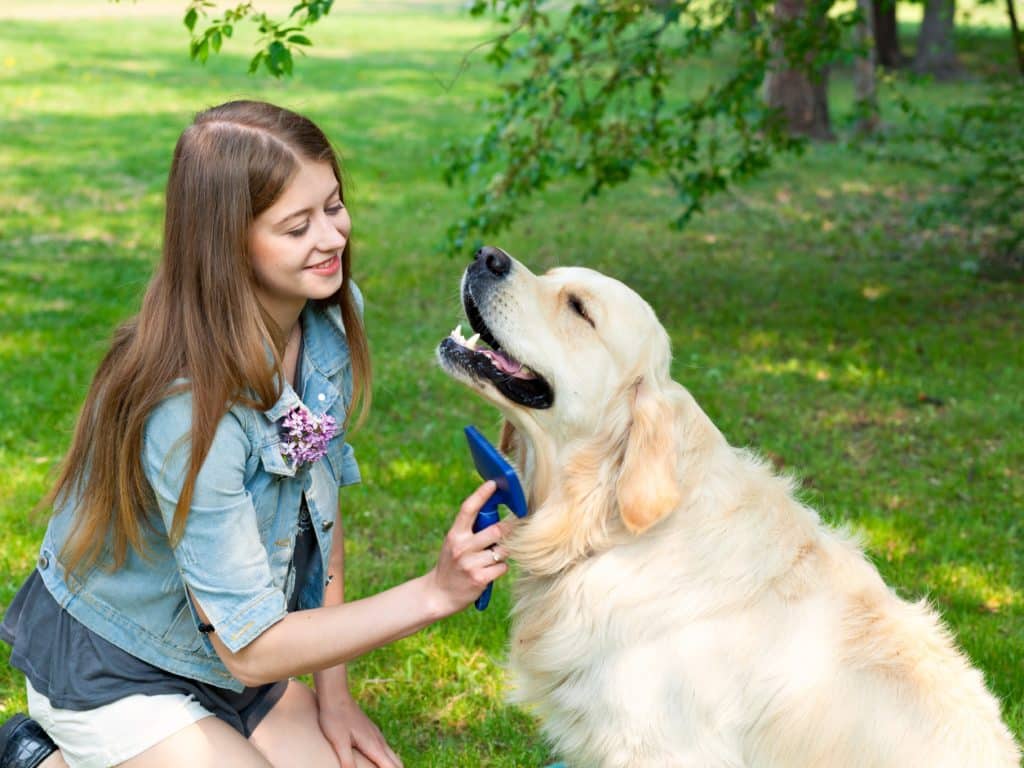 brushing dog hair