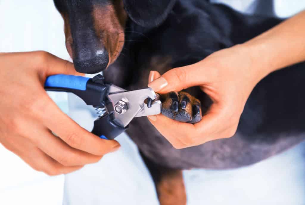 dog nail trim