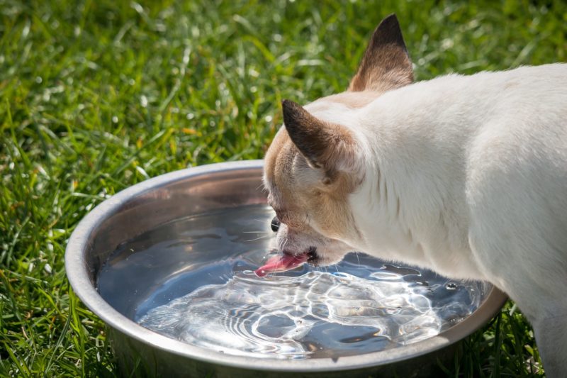 Ways to Protect Your Dogs Paws from Hot Pavement