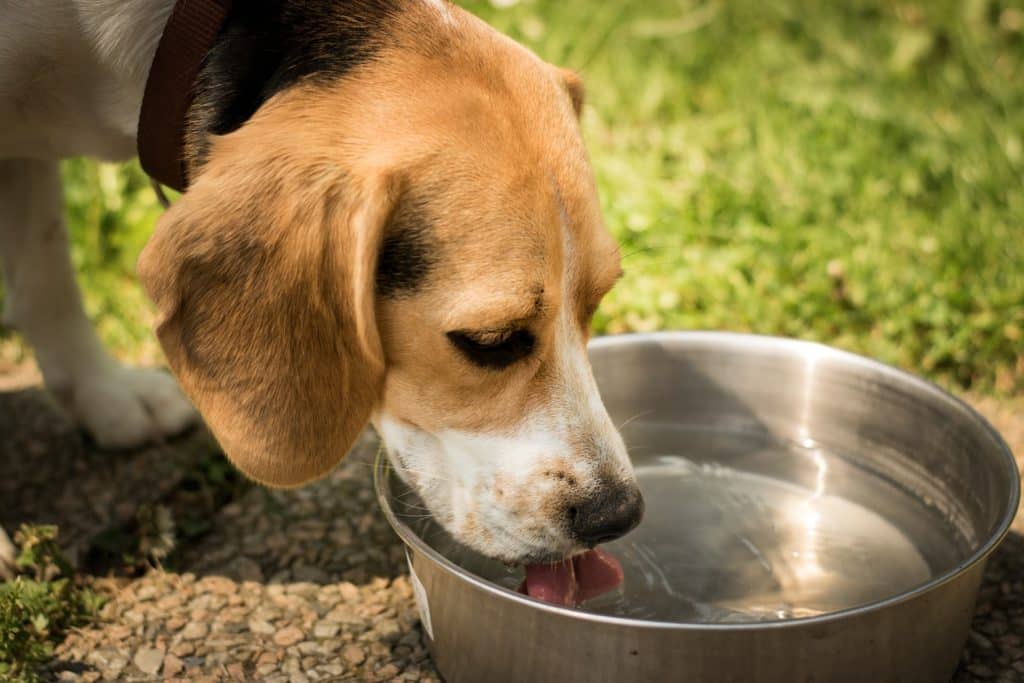 Heatstroke and Dogs