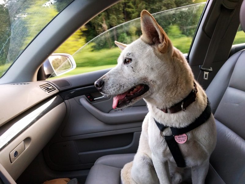 dog in car