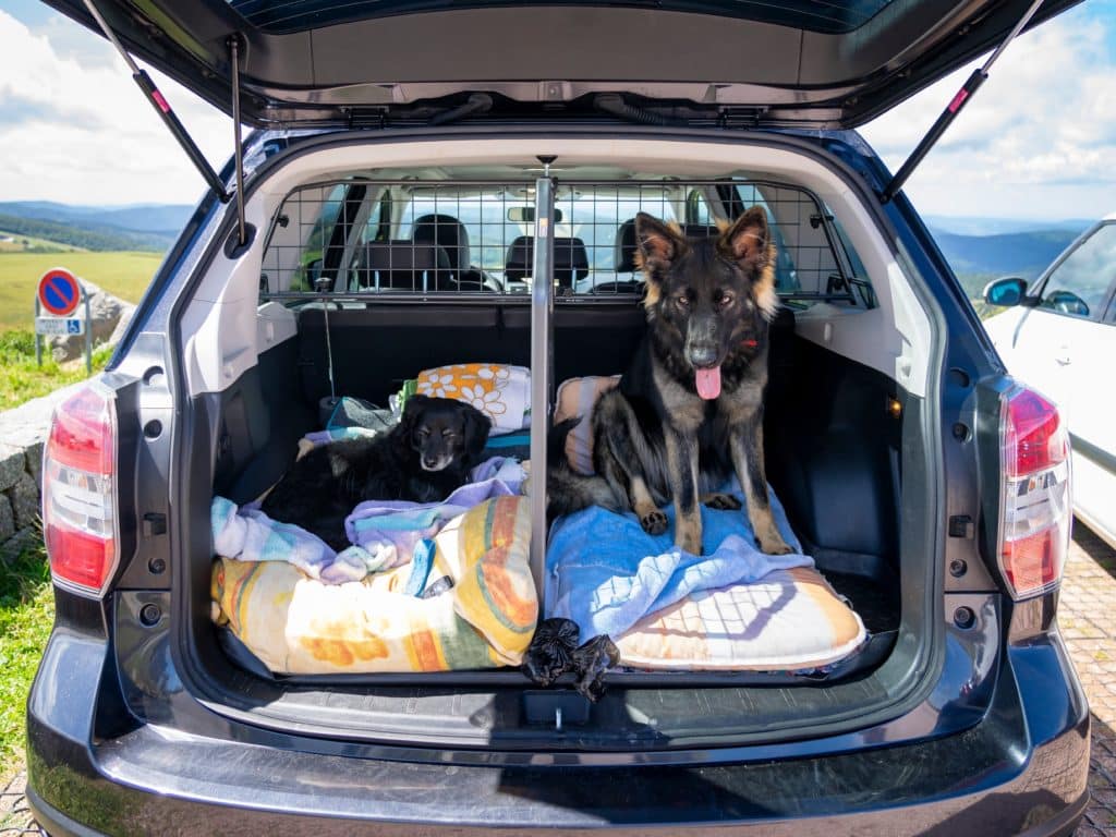 dogs travel in car