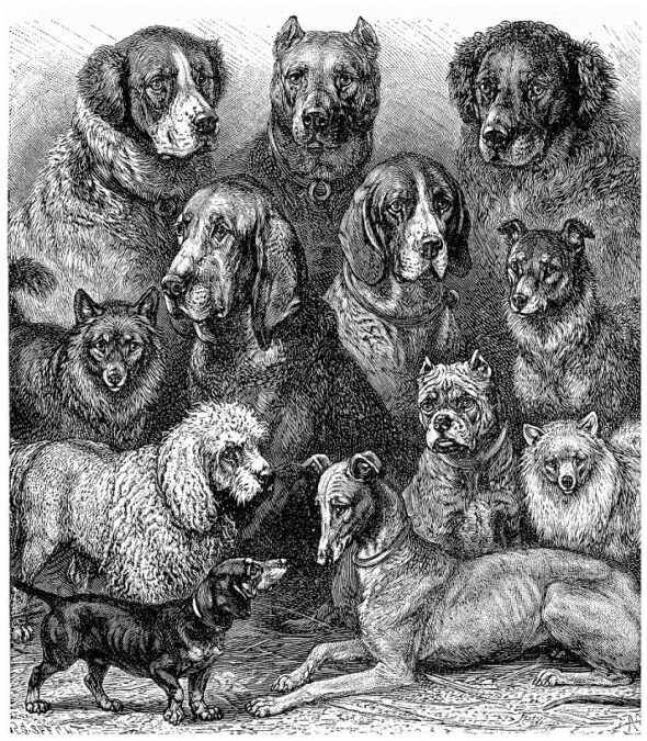 Pet Butler - Evolution of Dogs