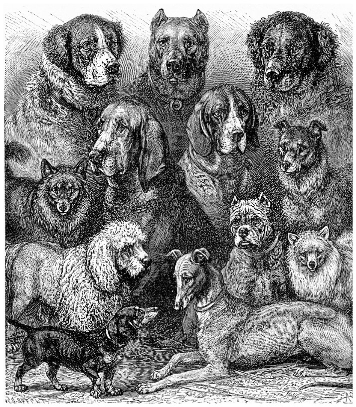 Pet Butler - Evolution of Dogs