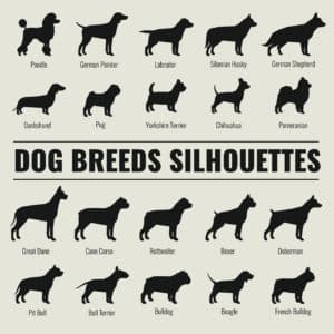 Pet Butler Dog Breeds