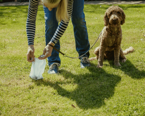Picking up dog poop