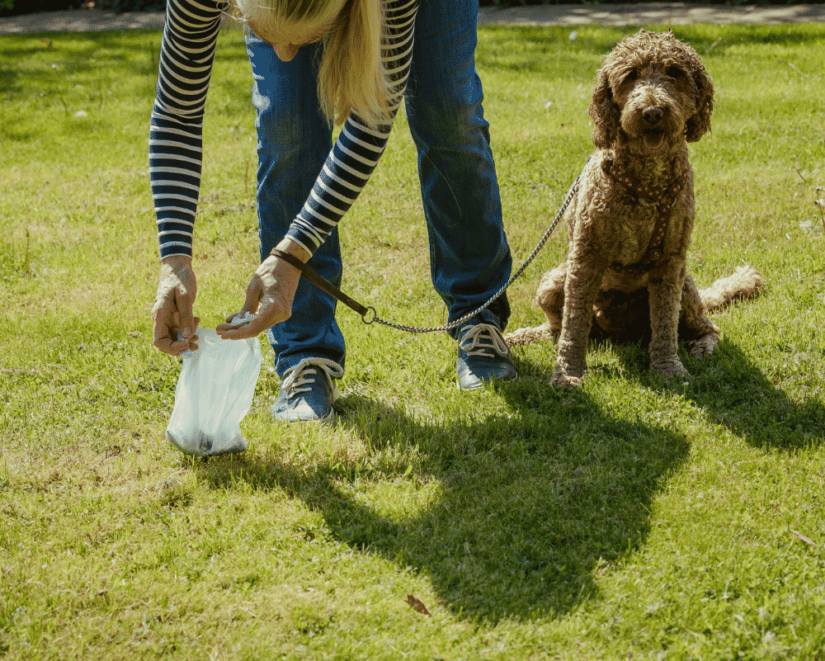 Picking up dog poop