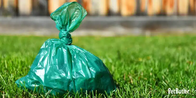Picking up dog poop filler image