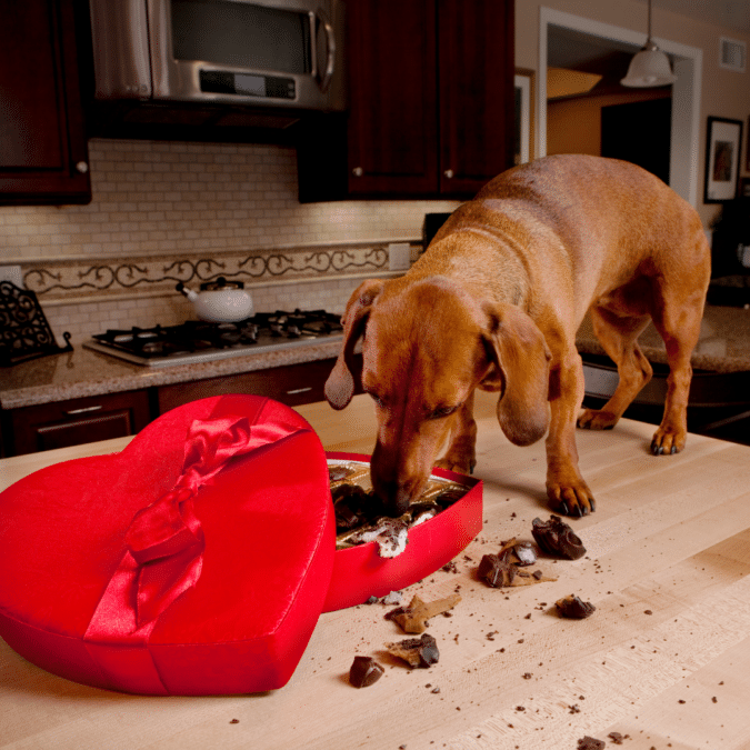 Dog eating chocolate