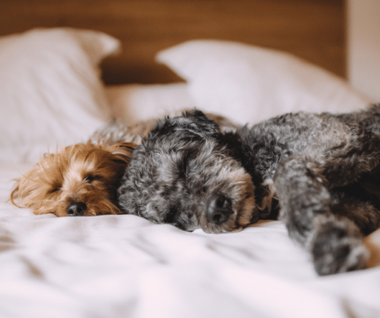 Sleeping dogs