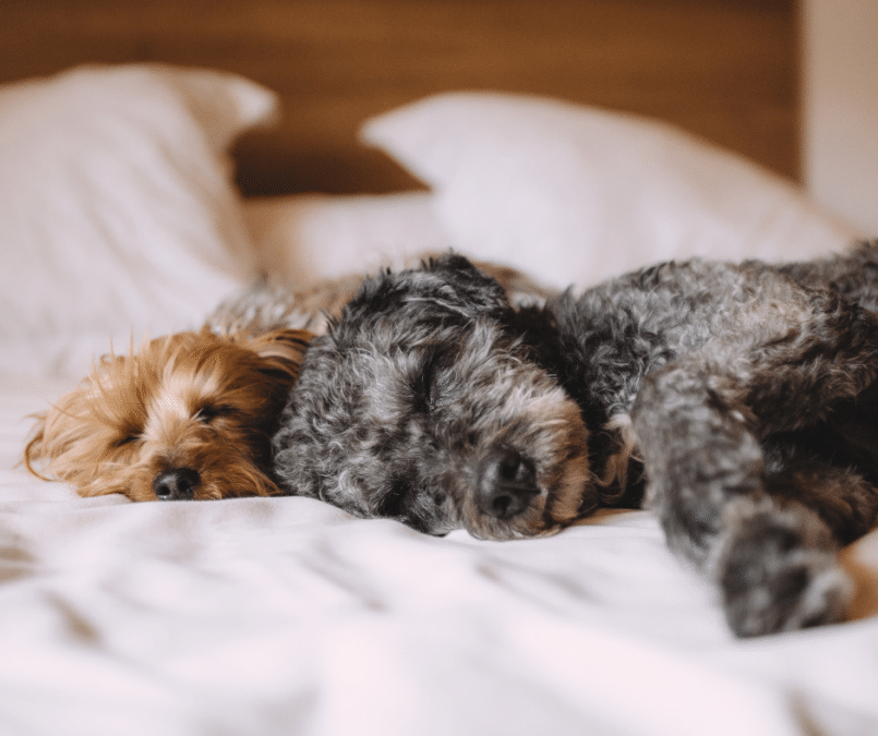 Sleeping dogs