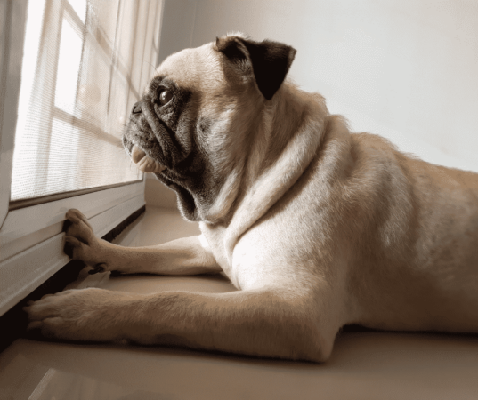 Dog waiting