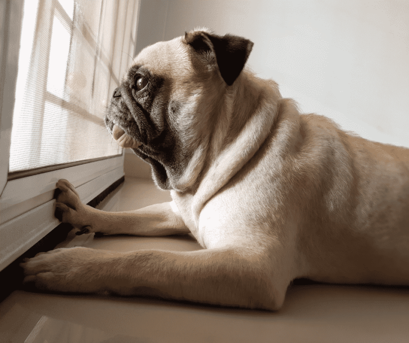 Dog waiting
