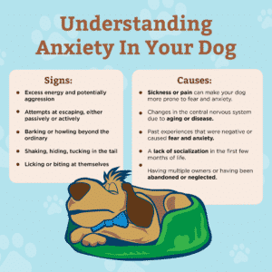 Understanding Pet Anxiety - Image