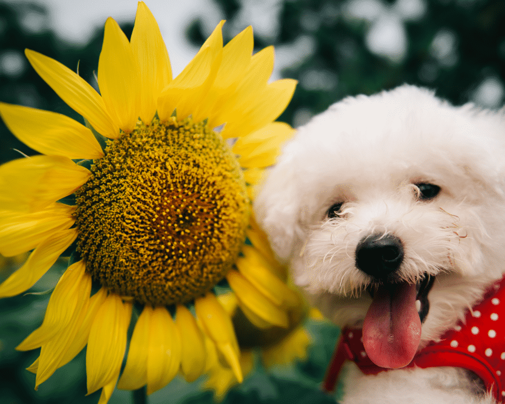 Are pineapple plants toxic to dogs cheap