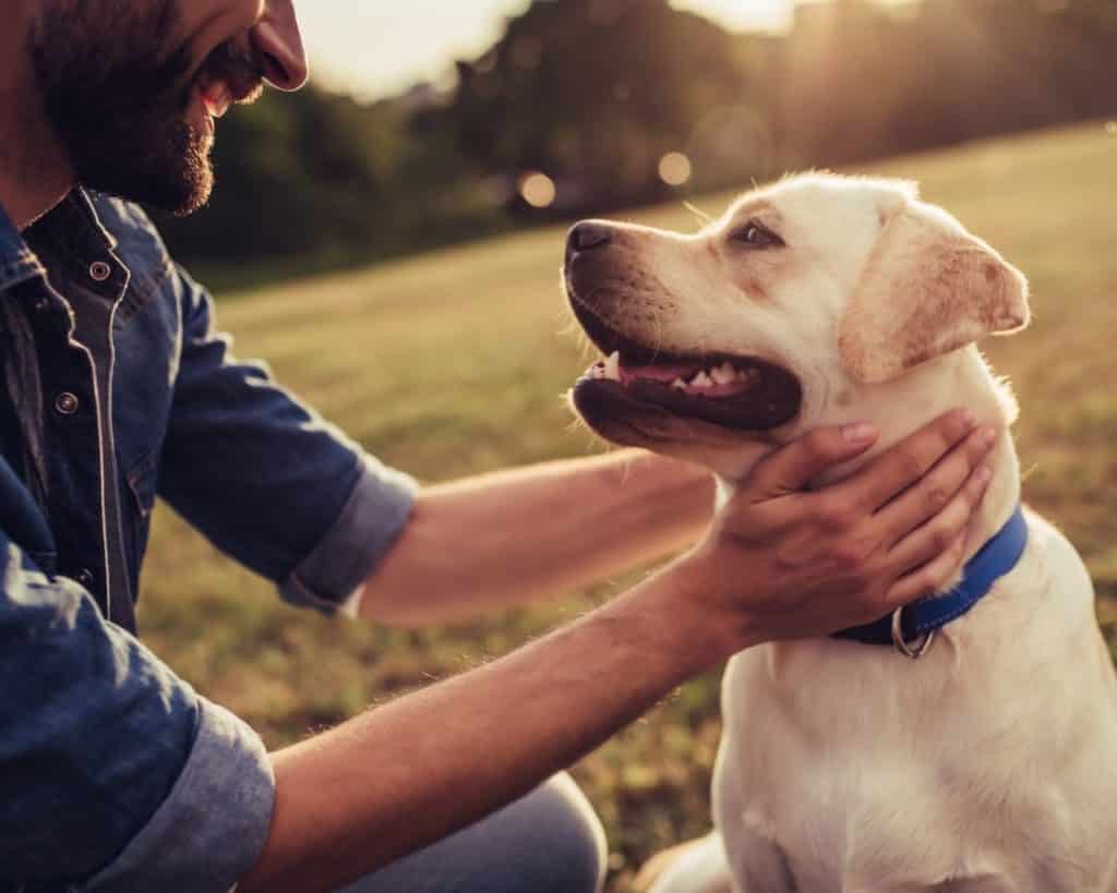 Adopting A Pet - Shelter Dog - Image