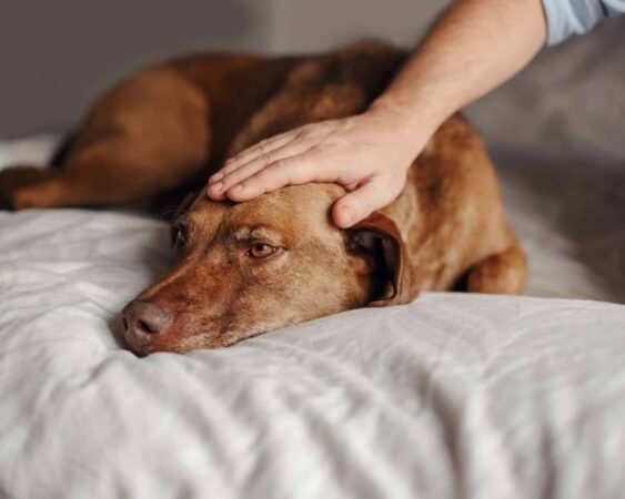 Pet Depression - Image