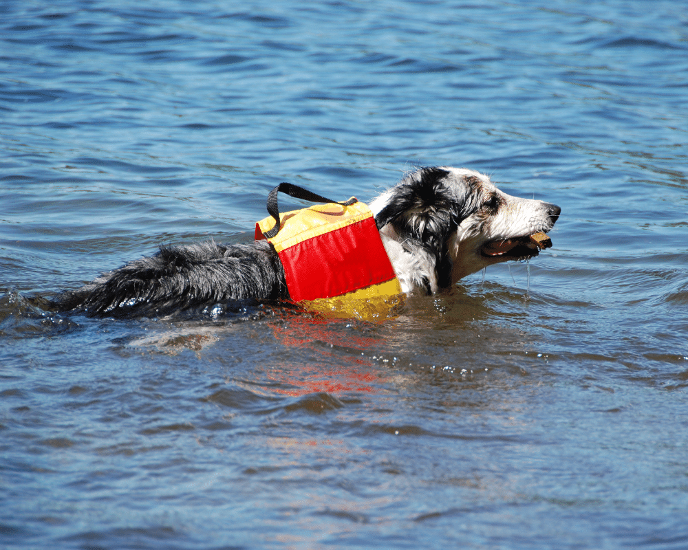 Blog water safety tips keep your pet healthy featured image