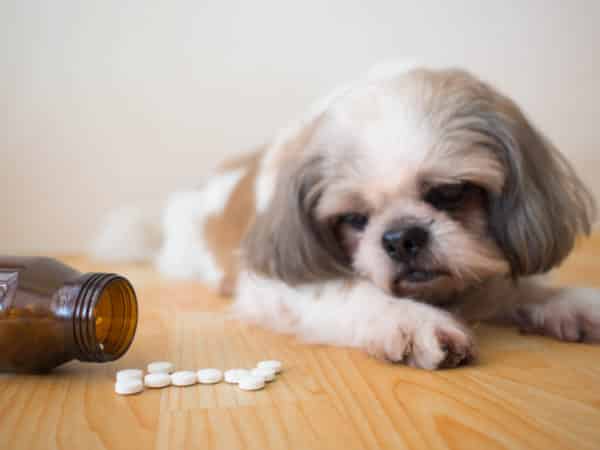 A white and tan Shih Tzu lying on a wooden floor next to a tipped-over medicine bottle with white pills scattered beside it