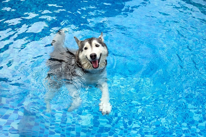 Husky swimming