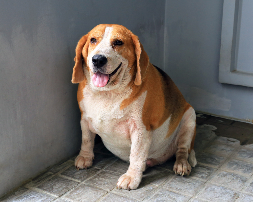 Бигль щенок. Бигль ожирение. Толстый Бигль собака. Порода Бигль толстая.