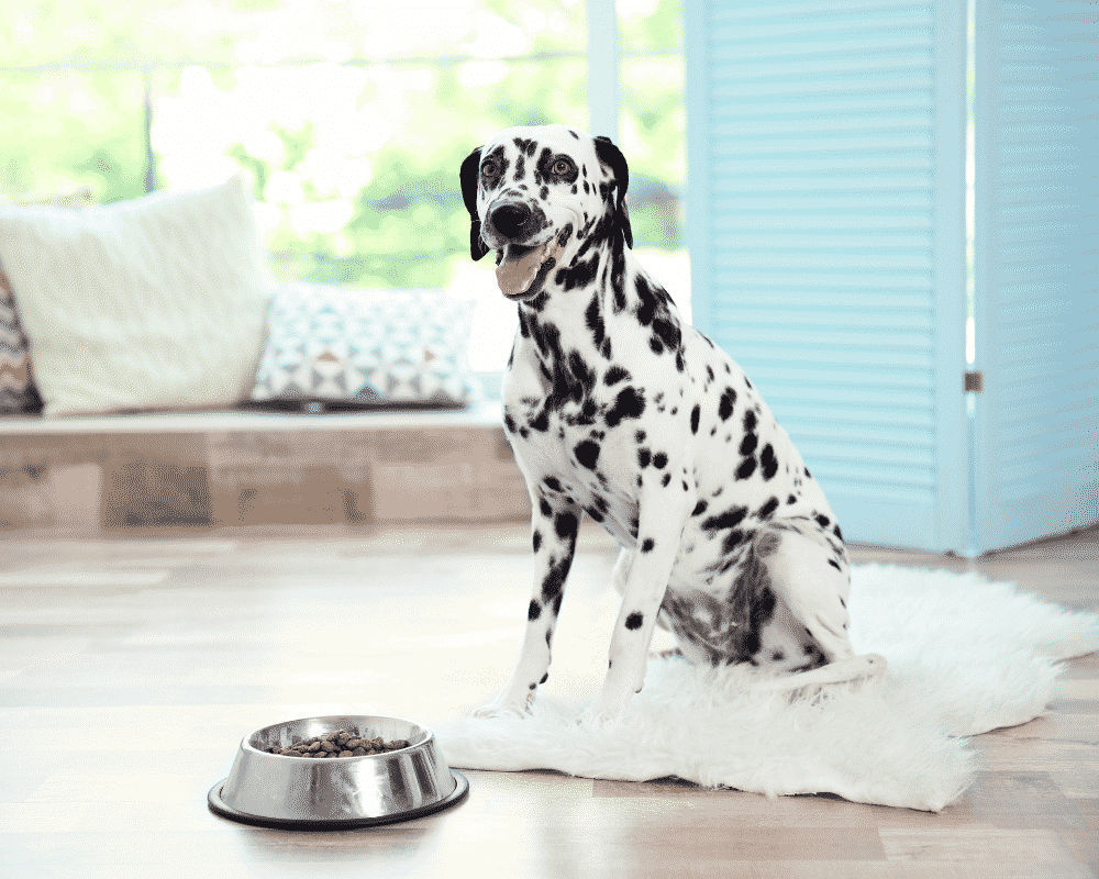 Pbc types of dog food 1000x800