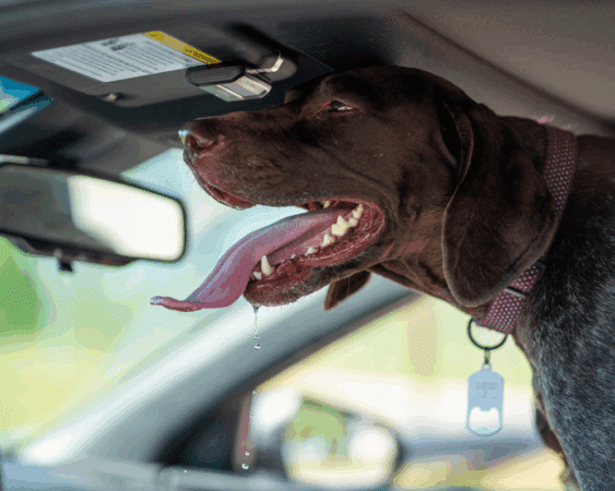 Dog in hot car blog cover photo