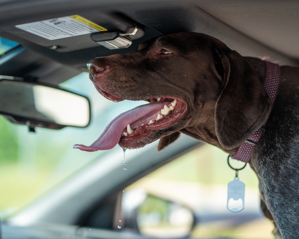 Dog in hot car blog cover photo