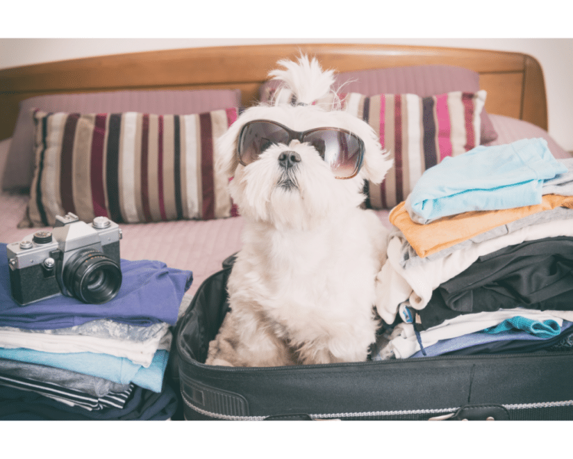 Dog ready for vacation