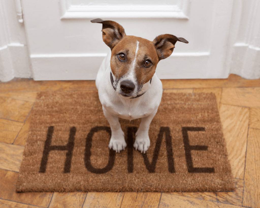 Small dog sitting on a welcome mat.