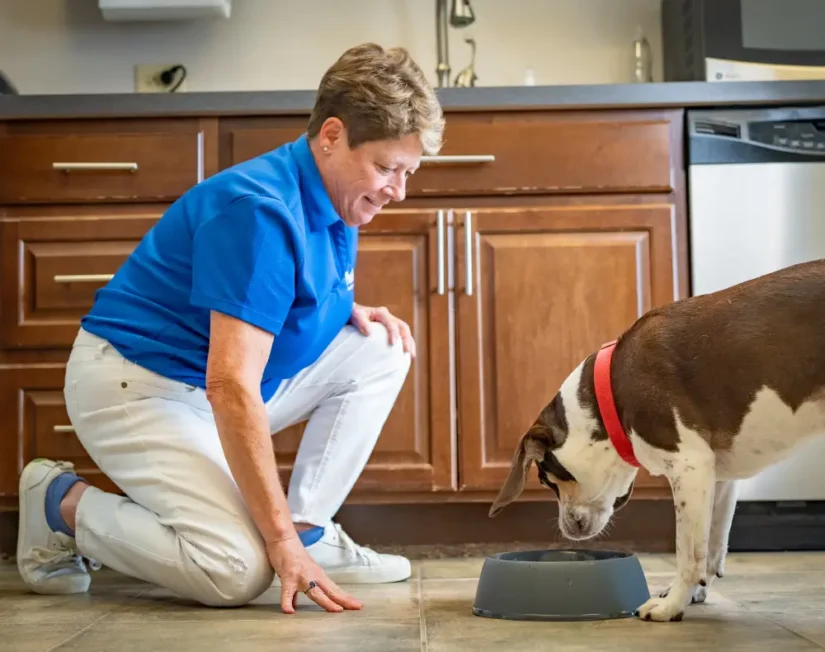 Pet Butler Franklin TN local employee feeding a dog in a kitchen. Dog Walking - Pet Care Services - Dog Walker – Pet Sitting -Pet Sitter