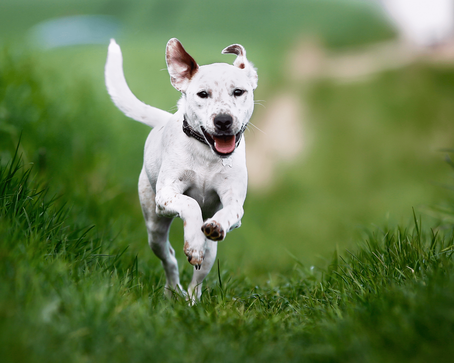 Are Candles, Essential Oils, and Air Fresheners Safe For Pets?