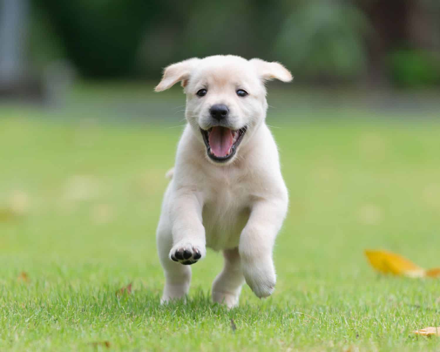 Are Candles, Essential Oils, and Air Fresheners Safe For Pets?