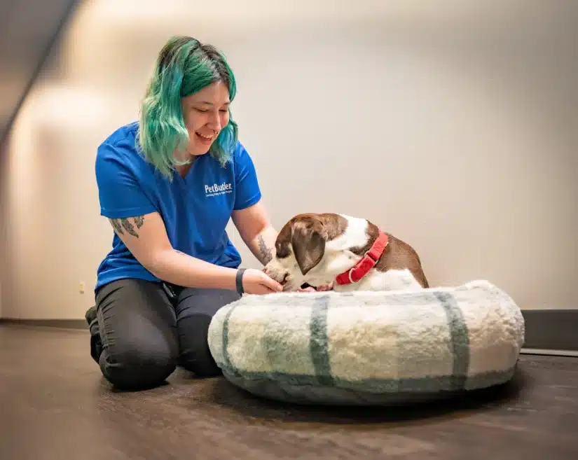 Pet Butler New City NY local manager Feeding and caring for a dog while pet sitting in a kitchen