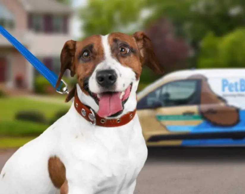White and brown medium sized dog on a blue leash standing in front of a Pet Butler logoed mini van.