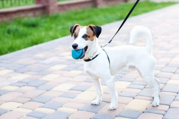 Service petcare dogwalking hero 600x400
