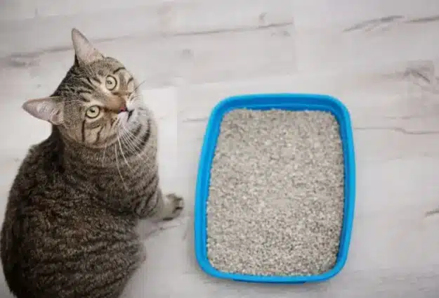 Grey striped cat looking up while sitting next to a blue litter box on a white marble floor.