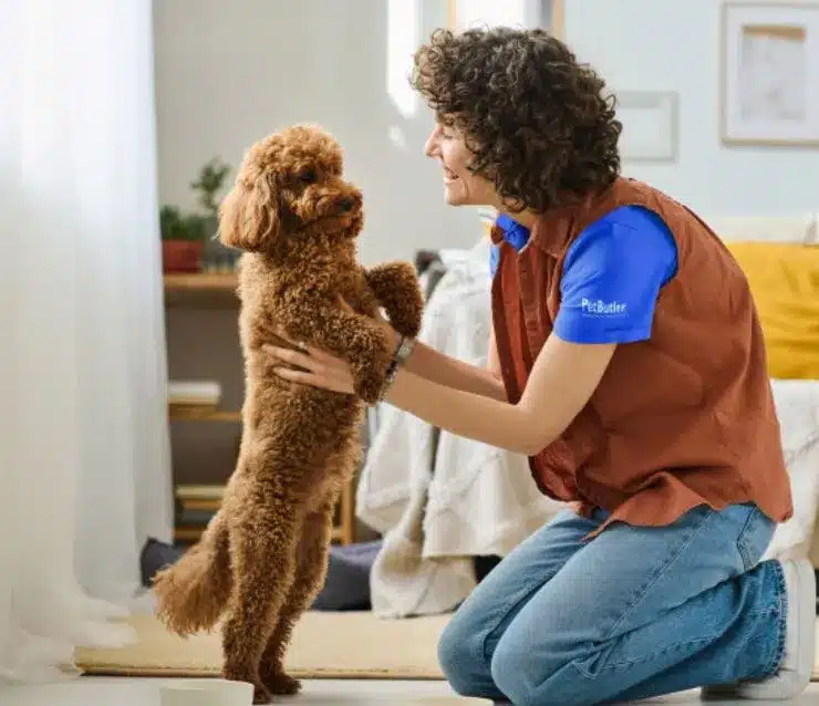 Small brown dog standing on its hind legs while playing with a female Pet Butler pet sitter on a living room floor.